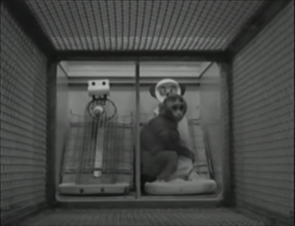 Harlow’s Monkeys 🙊